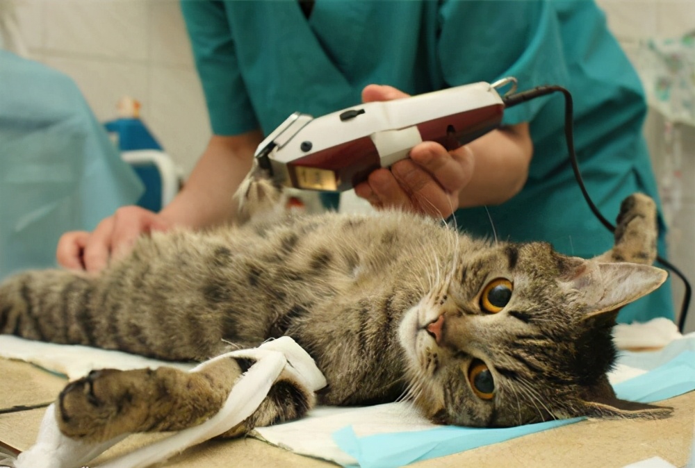 公猫不绝育可以吗(详解:养公猫不绝育有何坏处呢)