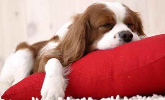 狗死后8小时会有意识吗？上班可以把狗关进笼子吗？