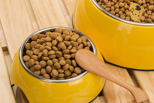 建议养好泰迪的6大攻略（泰迪狗怎么喂养方法）