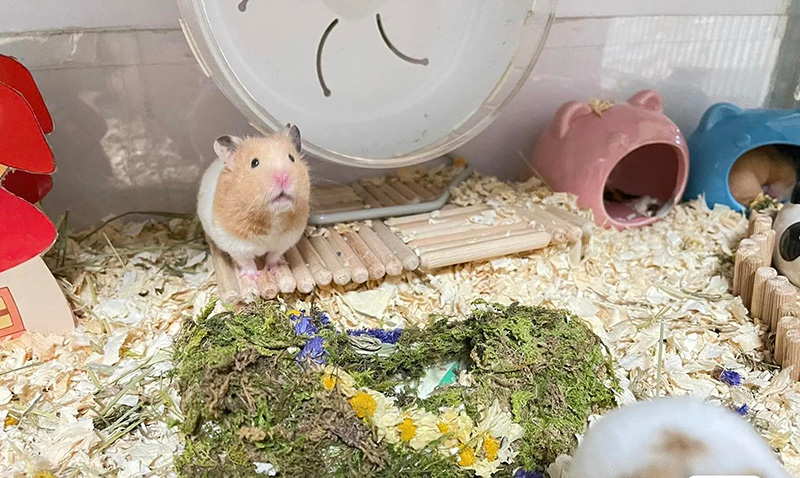 仓鼠怎么逗才会开心呢（附：教你养主动亲近你的小仓鼠）