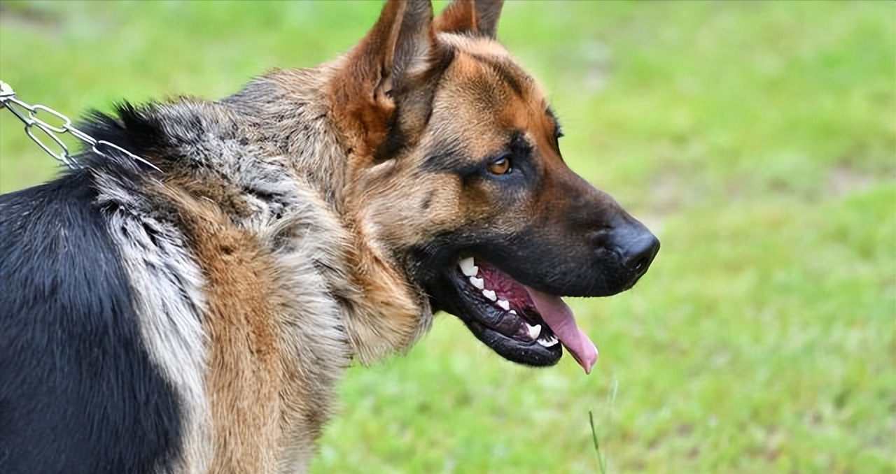 德国牧羊犬难养吗（详解：德国牧羊犬的优缺点）