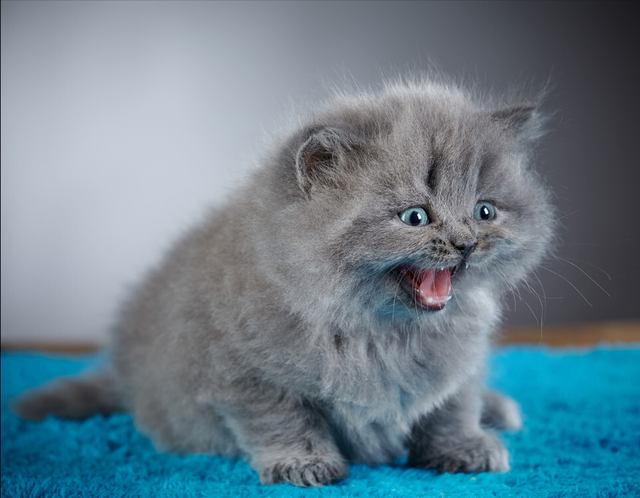 猫咪吐水是什么引起的