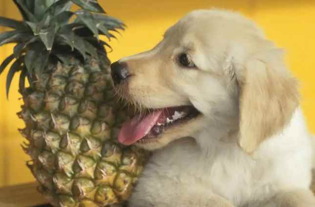 狗狗能吃凤梨吗（狗狗是可以少量食用凤梨的,凤梨里面含有丰富营养和维生素）