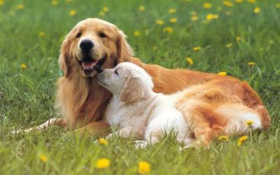 狗狗假孕该怎么处理（狗狗也会假装怀孕）