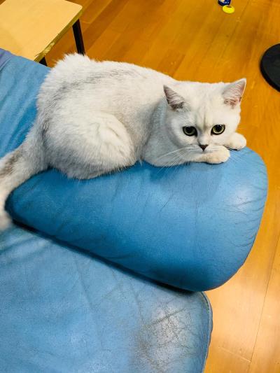 猫可以吃玉米吗(小猫咪喜欢吃玉米)