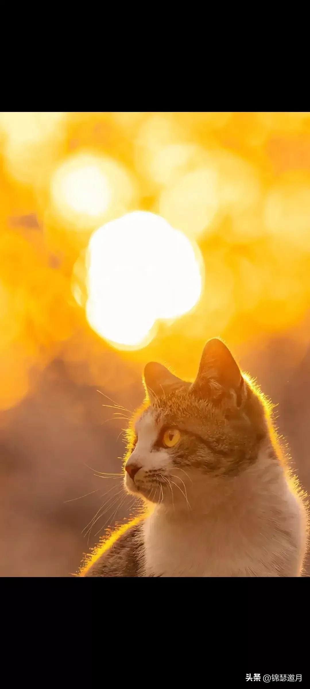 猫图片大全可爱（分享图片可爱的猫猫）