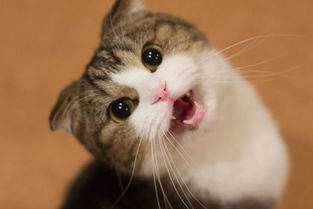 猫老在面前嗷呜叫是为啥呢（详解：资深猫奴与猫有效沟通技巧）