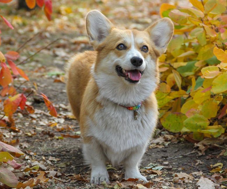 打开柯基犬萌点的正确方式