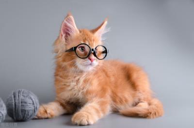 猫咪不亲人脾气暴怎么办(为什么猫越打越亲人)