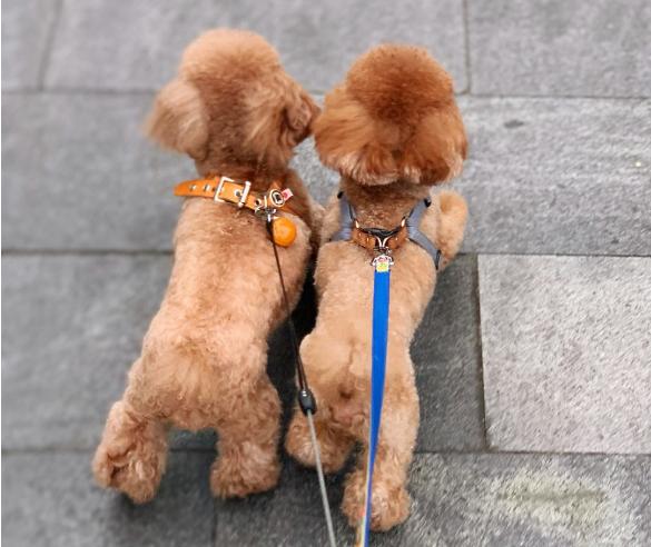 分享土狗的自然繁育方法（附：照顾发情期的狗狗危险吗）