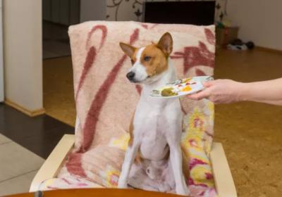 狗狗食欲不好是什么原因（详解：狗狗挑食的常见原因和解决办法）