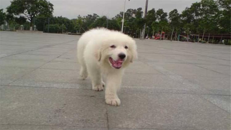 养大白熊犬要注意的事项(大白熊犬怎么养)