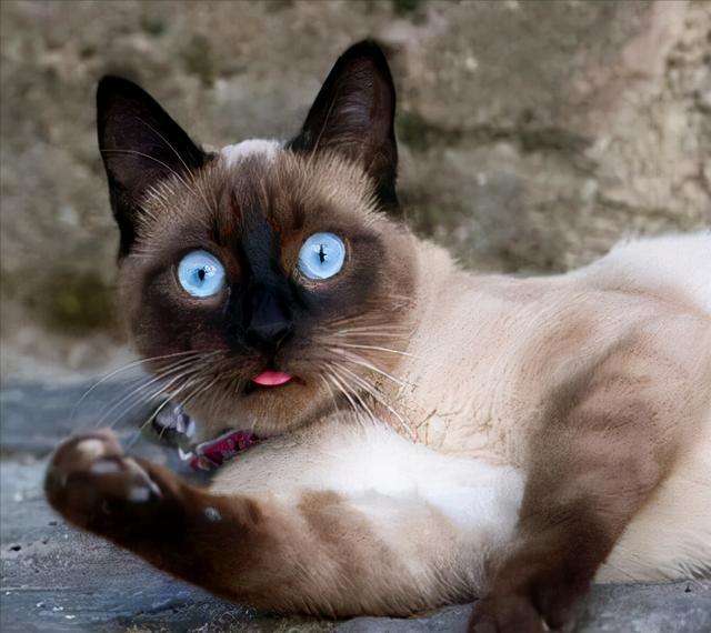 猫咪鉴赏（十四）陪伴在我们身边的小精灵——泰国暹罗猫