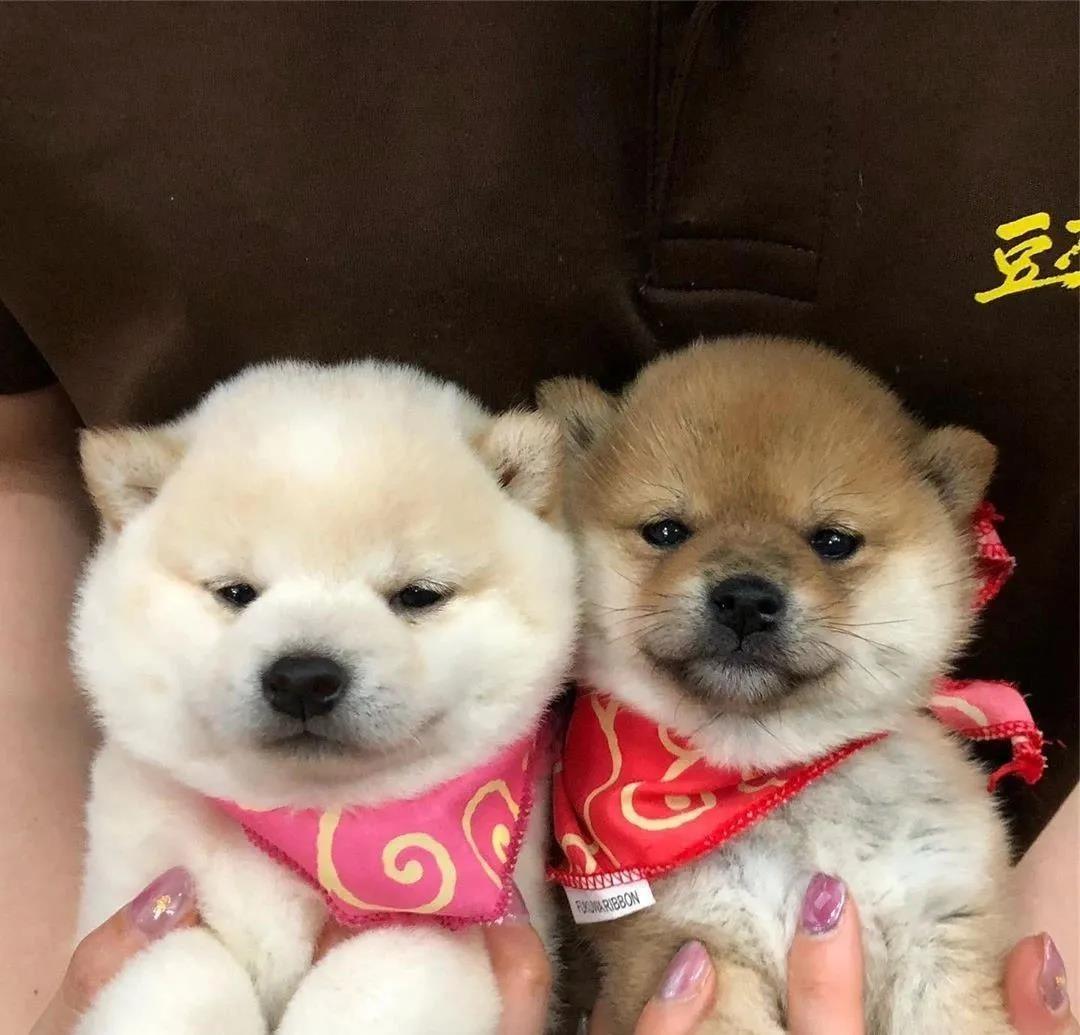 适合家庭养的狗狗的排名（养什么狗最省心）