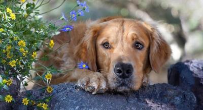 狗狗得什么病会引起大量喝水