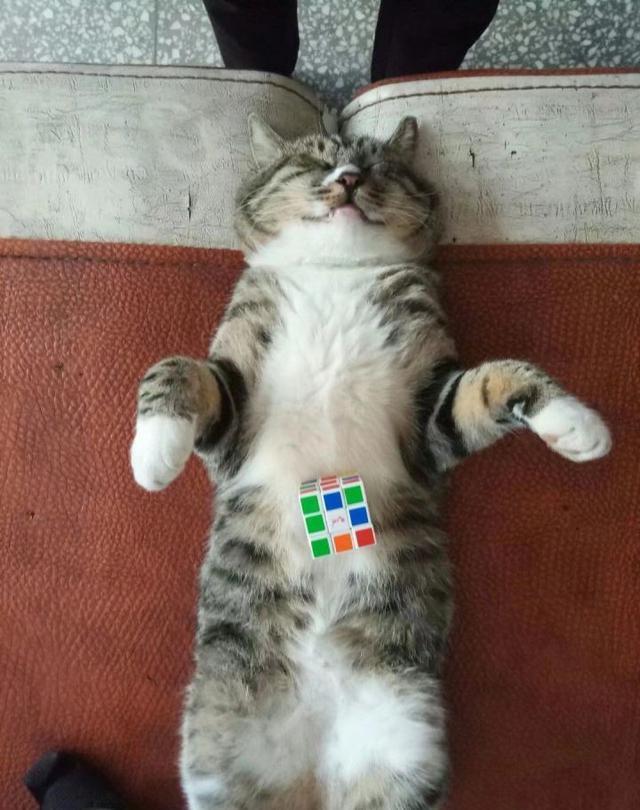 建议养狸花猫的六大好处（狸花猫好养吗）