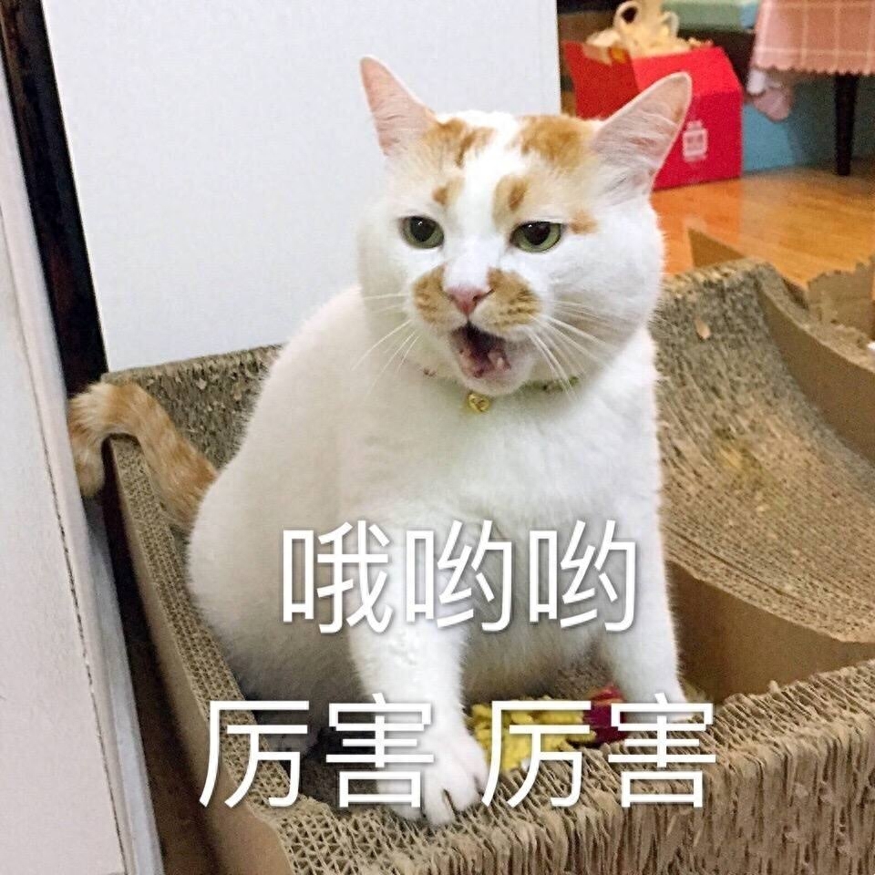 为何“中华田园猫”会被歧视（附：把土猫当宠物养的人都是傻子）