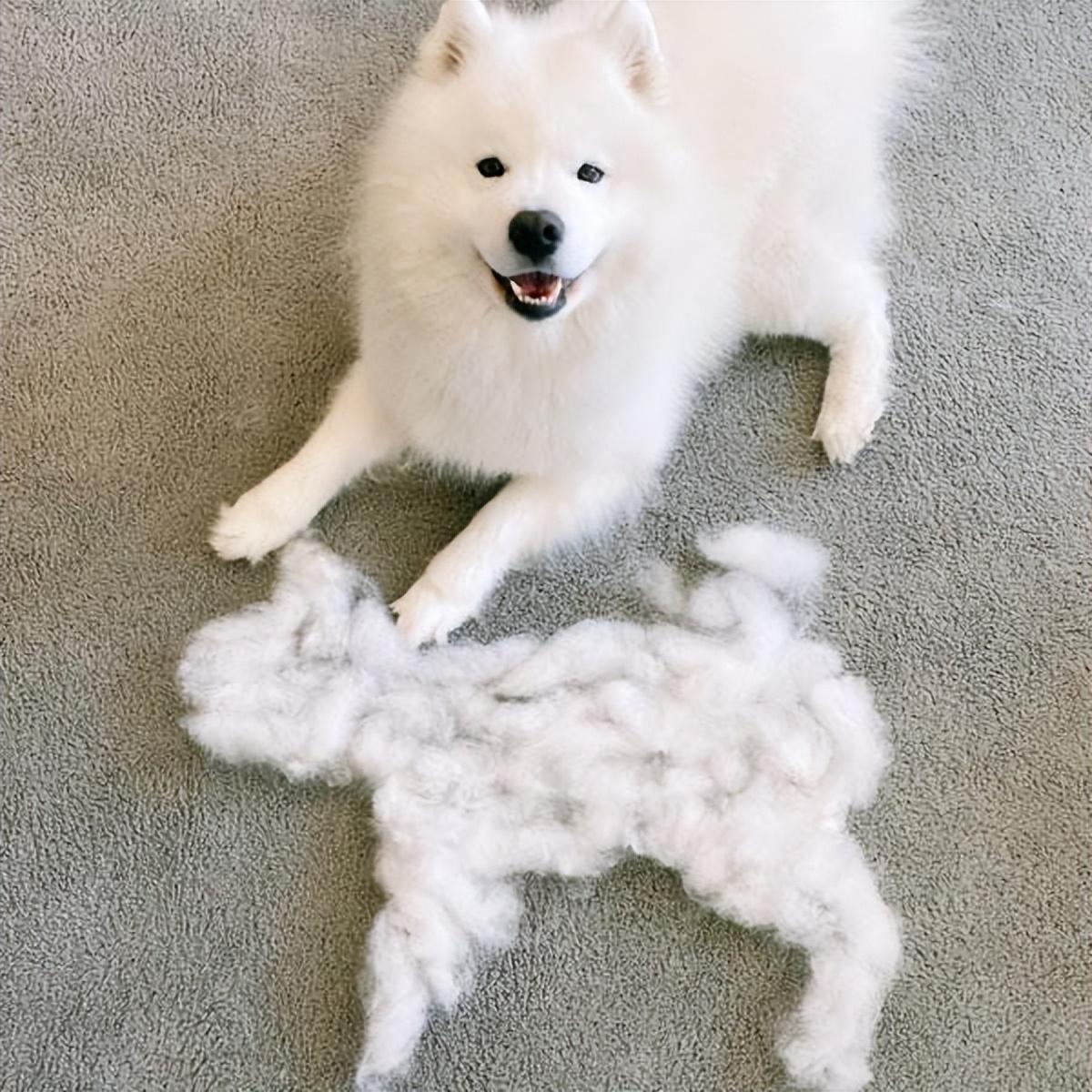 世界三大傻狗排名(最傻的狗是哪三个)