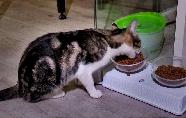 猫哭了代表什么预兆(猫在哭是什么预兆)