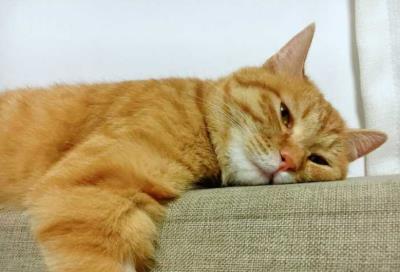 猫咪食欲差（食欲不振）是怎么回事