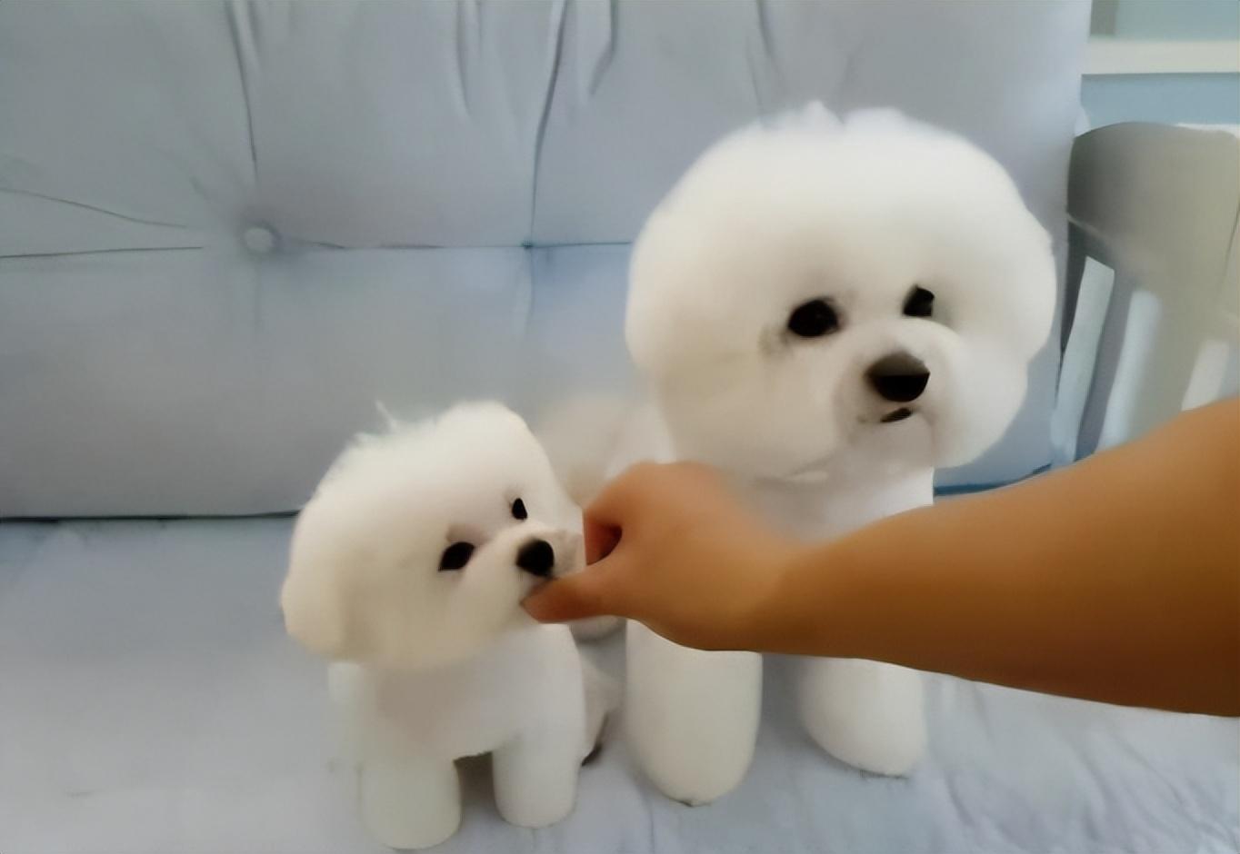 为何狗狗吐的是透明水状（详解引起狗狗呕吐的起因）