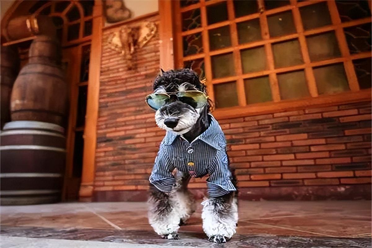 巨型雪纳瑞多少钱一只（雪纳瑞和泰迪哪个好养）