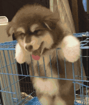 世界三大傻狗排名(最傻的狗是哪三个)