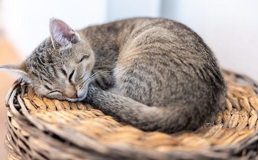 猫孕期该吃什么营养