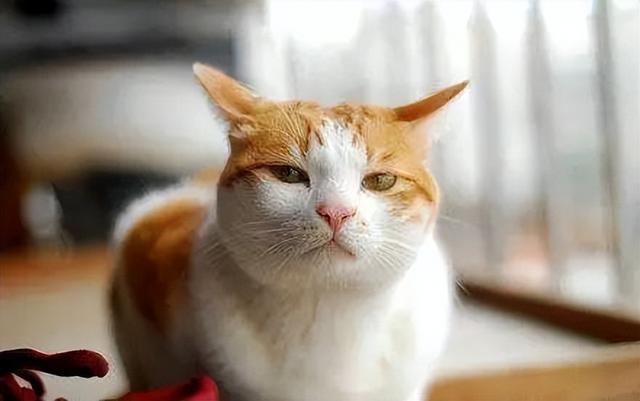 猫咪一摸头就飞机耳(摸猫咪头的时候飞机耳)