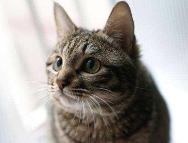 为什么不建议养狸花猫（附：6个缺点你能否受得住）