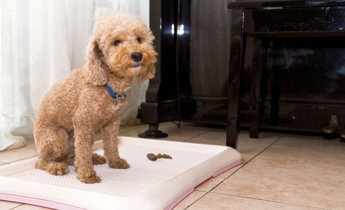 教狗狗定点排便训练