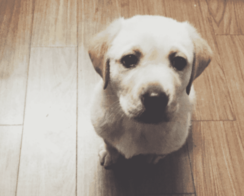 狗狗会咬主人的几个原因