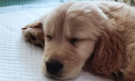 引起狗食道出问题的原因