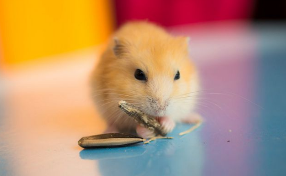 可以喂仓鼠腐败变质的水果蔬菜嘛