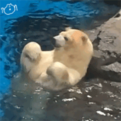 治愈人的猫咪图片合集（盘点抖音最火的猫猫头像）