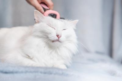 猫咪掉毛季节几月份（猫咪九月份掉毛）