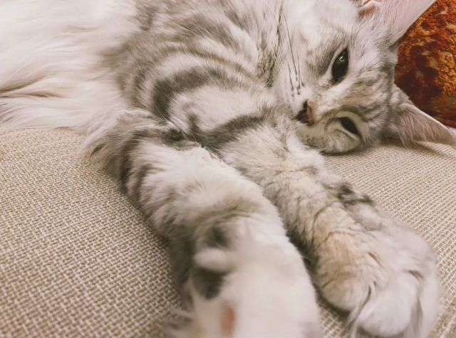 缅因猫“小狐狸”的糗事