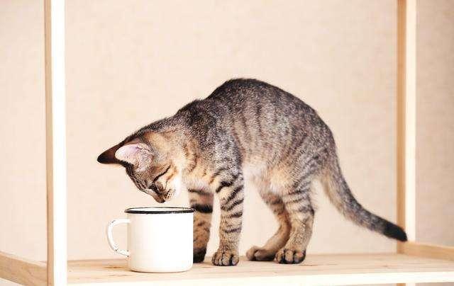 猫能喝咖啡吗(猫咪可以喝咖啡么)