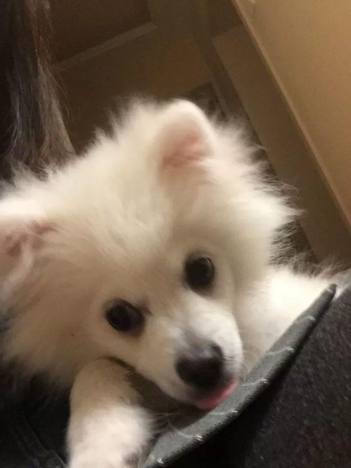 银狐犬为什么很少人养（建议不养银狐犬的理由）