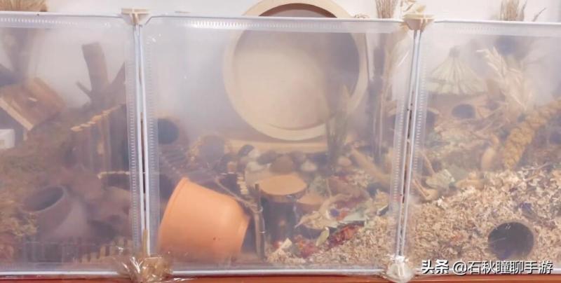 仓鼠会嫌弃笼子小而生气吗(详解:让仓鼠感到舒服的动作)