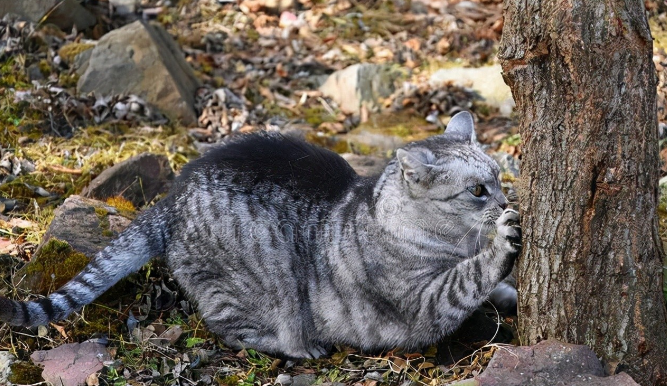新手养猫必看的8件事,千万不要冲动养猫! 新手养猫必看的8件事,千万不要冲动养猫!