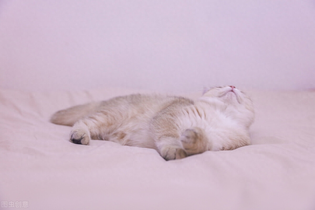 受人追捧的银渐层为何不建议养（附：千万别养银渐层）