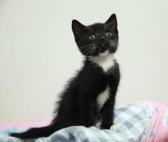 四蹄踏雪猫为什么贵 标准的四蹄踏雪狸花猫