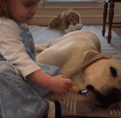 适合家养的短毛小型犬有哪些（常见小型犬品种大全）