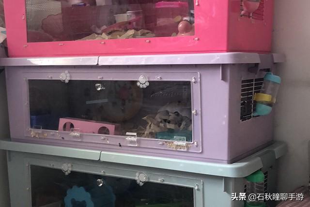 仓鼠会嫌弃笼子小而生气吗(详解:让仓鼠感到舒服的动作)