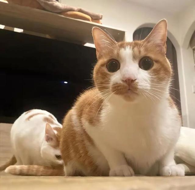 怎么判断猫咪吃撑了(怎么判断猫咪是不是吃撑了)