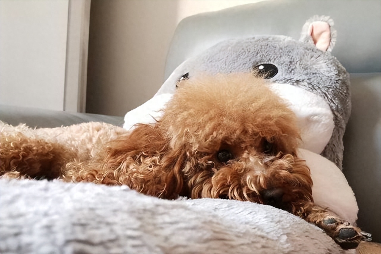 泰迪为什么老是做流氓动作(附:泰迪喜欢“骑跨行为”的原因)