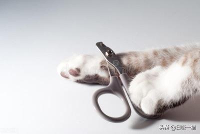 猫剪指甲出血了怎么办（手把手教你如何给猫咪剪指甲）