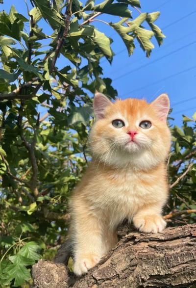 人吃的鱼油猫咪可以吃吗（猫咪可以吃人类的食物吗）