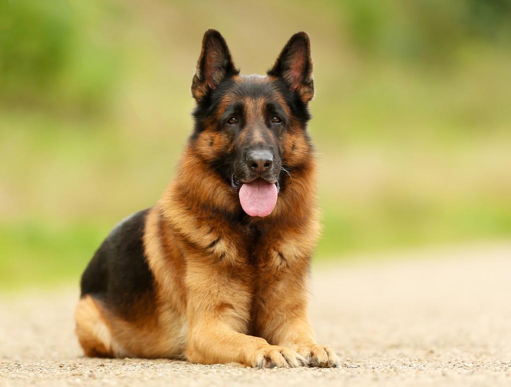 教你分辨纯种小德牧方法（德牧幼犬怎么看纯不纯）